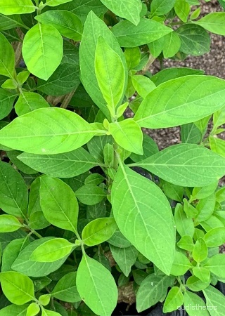 Rhinacanthus nasutus leaf1.jpg